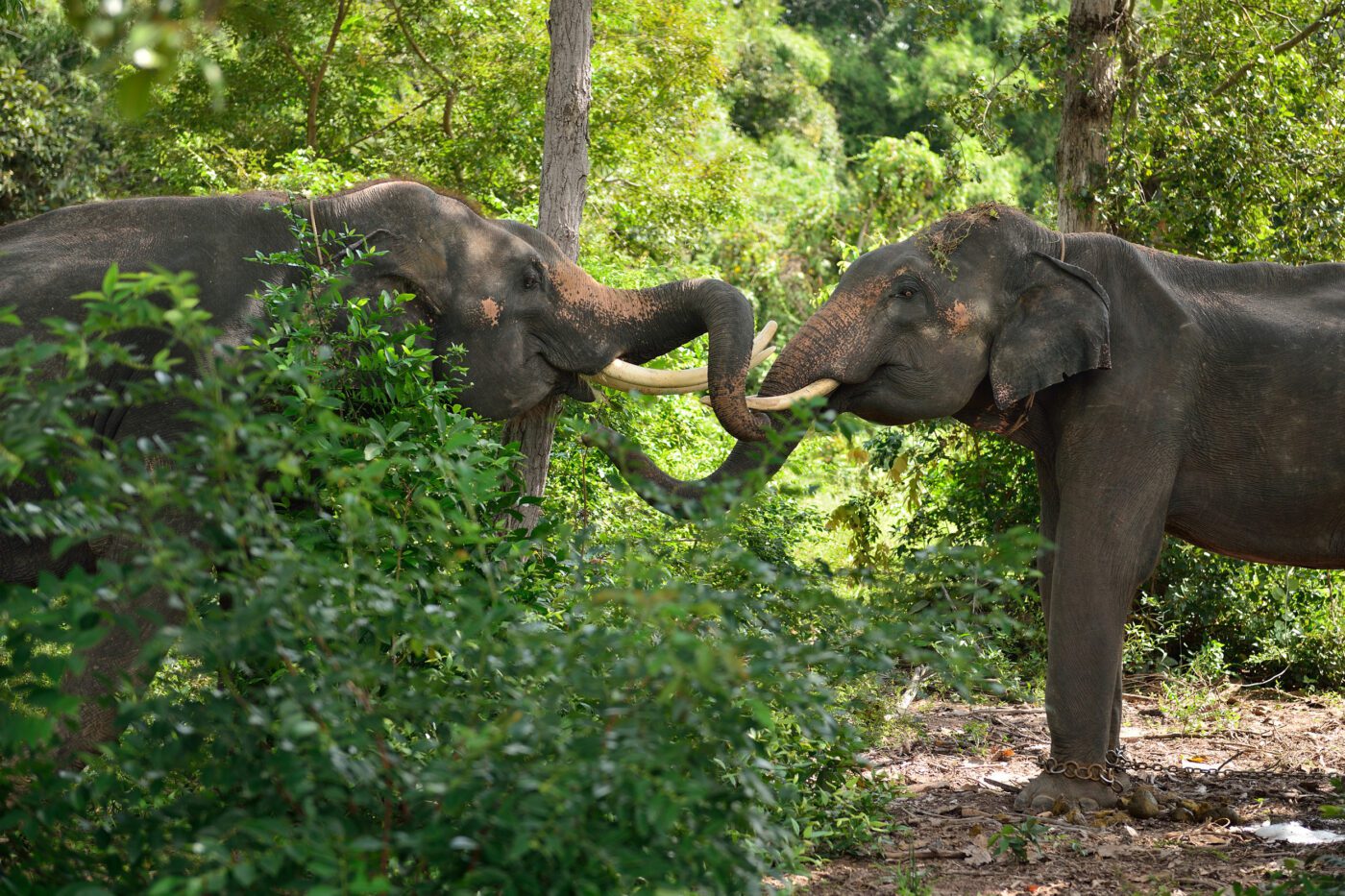 Following Giants Koh Lanta Ethical Elephant Sanctuary in Krabi: Sanctuary, Sustainability & Serenity