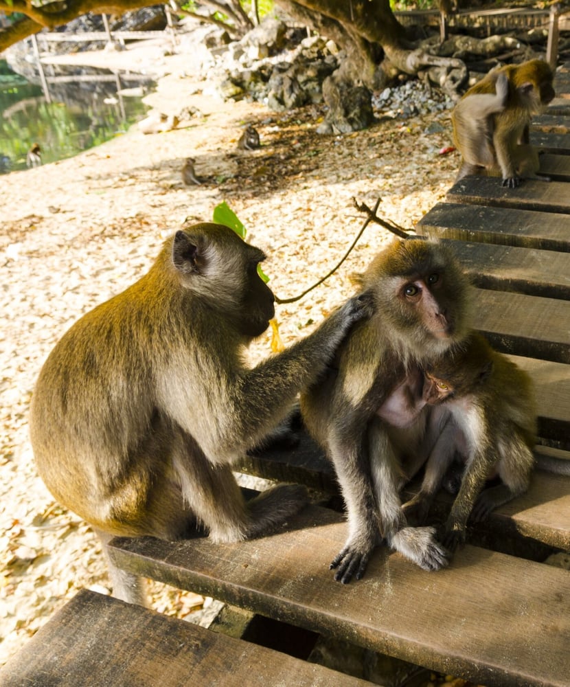 Monkey Trail, Ao Nang in Krabi: Jungle Walk, Ocean Breeze & Peaceful Escape