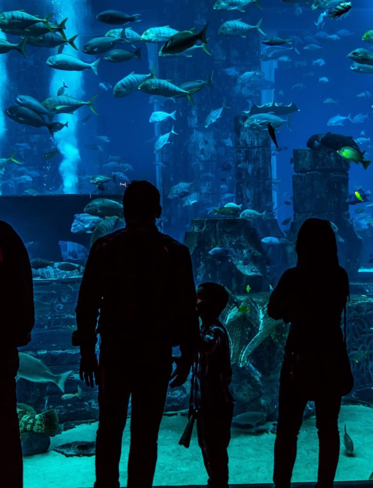Aquaria Phuket: Marine Wonders, Underwater Tunnels & Family Adventures